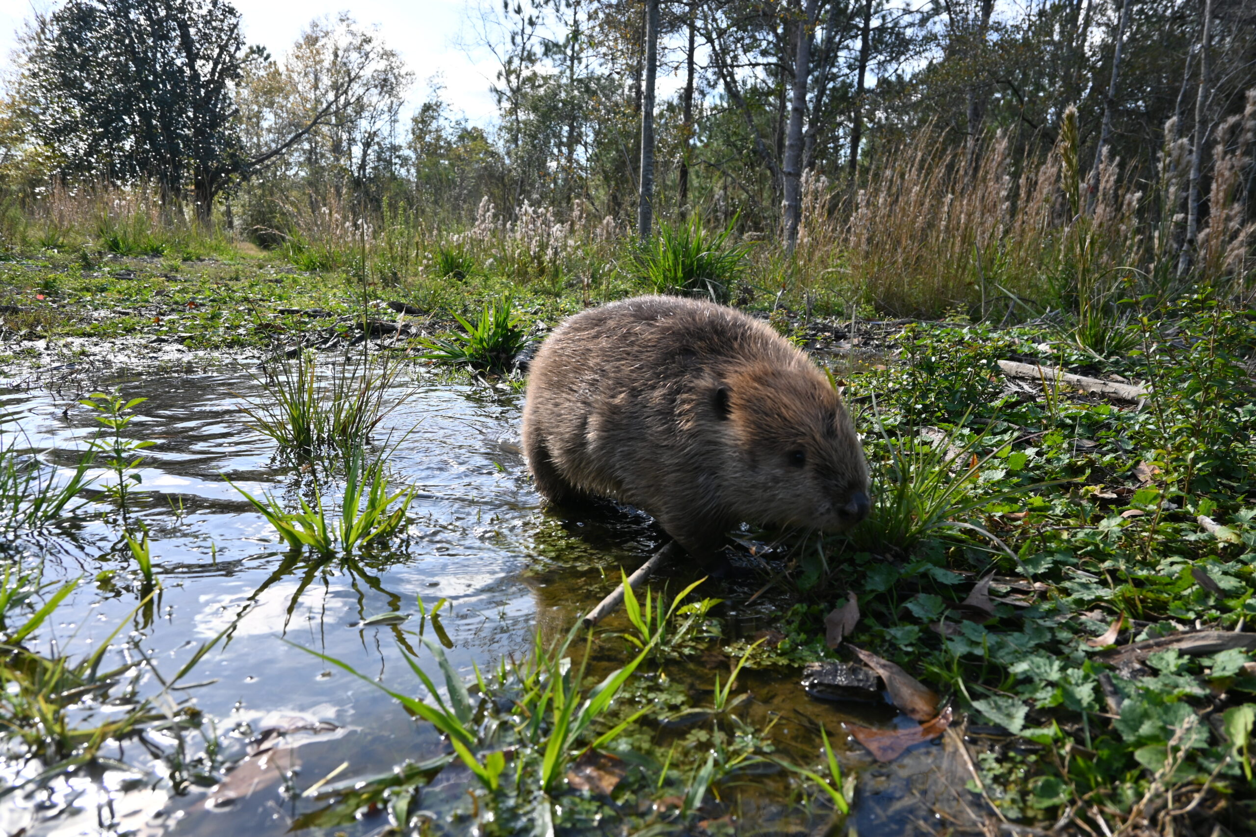 Conservation Research