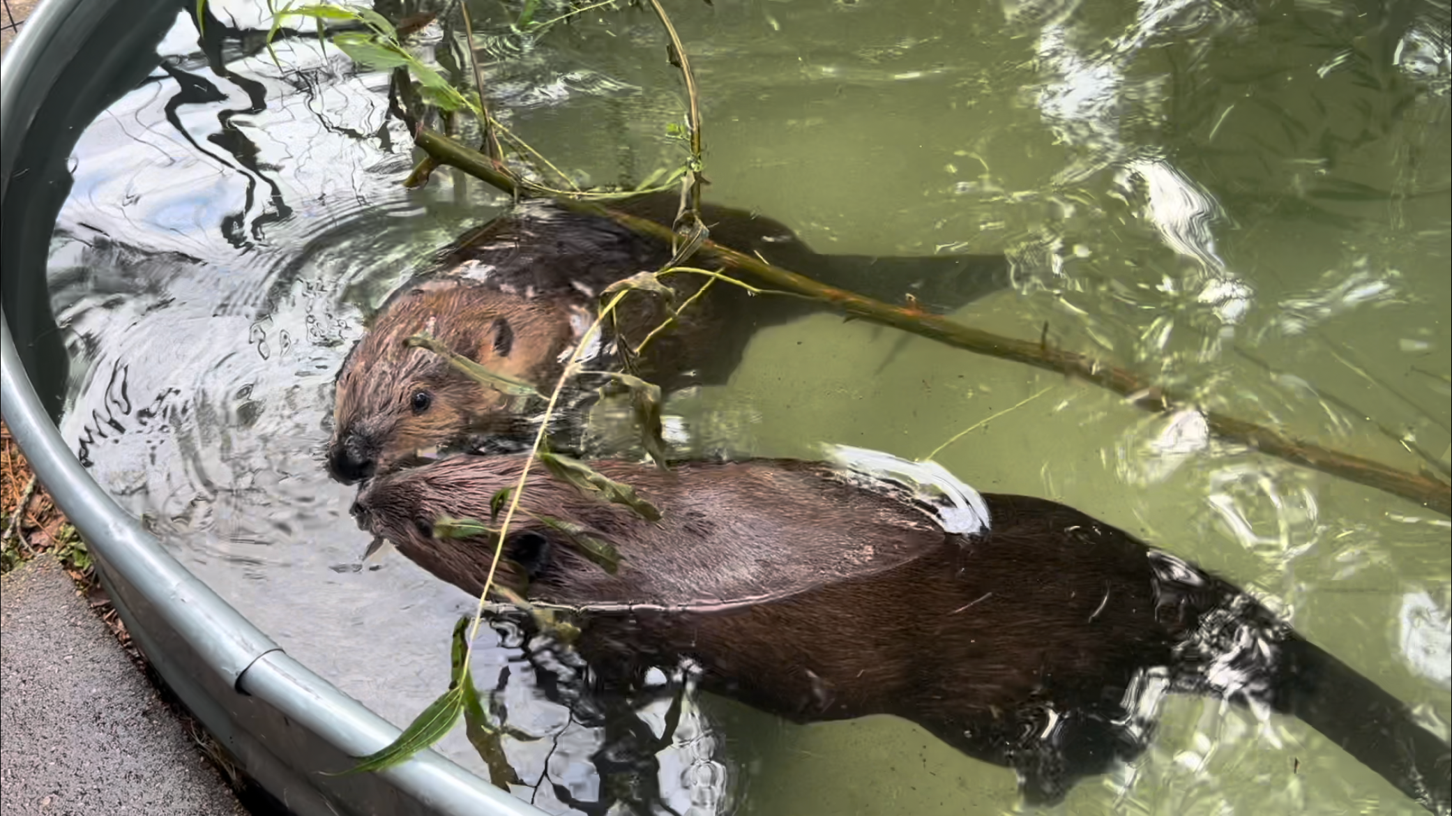 Coast scientist supports misunderstood species