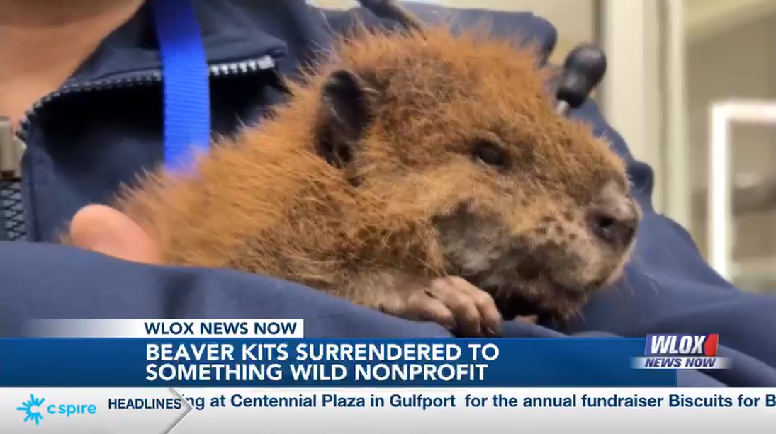 Three baby beavers join Something Wild